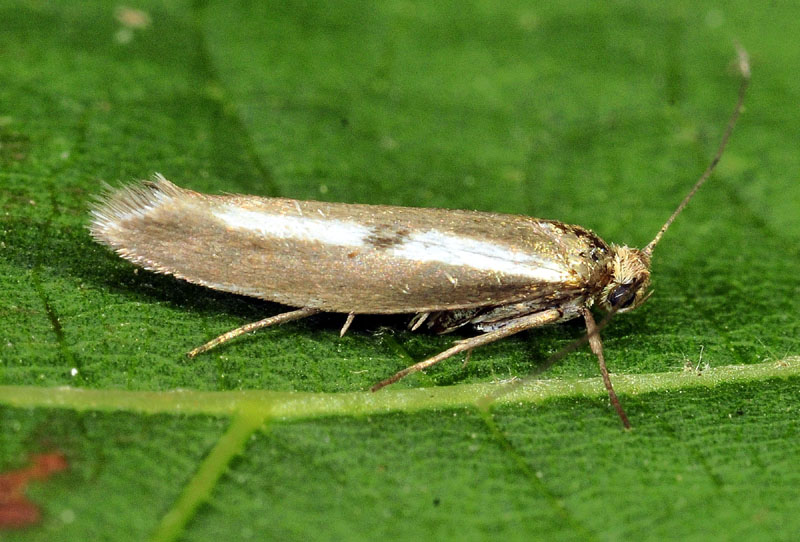 Micro da id. Parahyponomeuta egregiella - Yponomeutidae